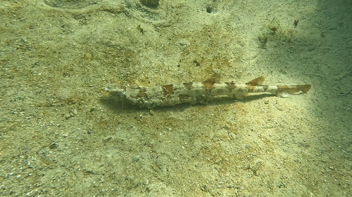 Puffadder shyshark (Haploblepharus edwardsii) — Scyliorhinidae — 5