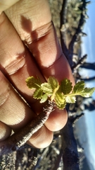 Burseraceae