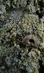 Lecanora conizaeoides