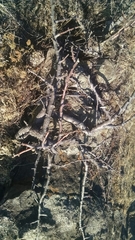 Burseraceae