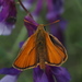 Small Skipper - Photo (c) Anna, some rights reserved (CC BY-NC), uploaded by Anna
