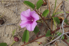 Ipomoea pes-caprae brasiliensis