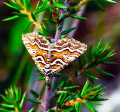 Melitulias graphicata