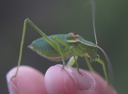 Isophya brevicauda