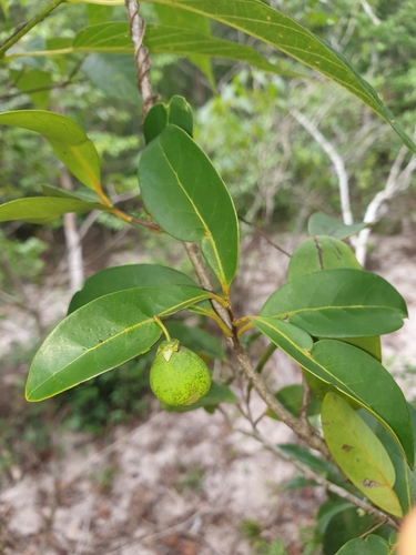 Polycardia lateralis