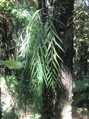 Asplenium flaccidum flaccidum
