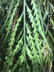 Asplenium flaccidum flaccidum