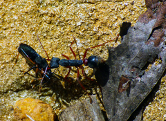 Myrmecia esuriens