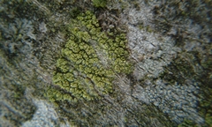 Candelariella efflorescens image