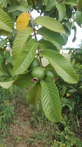 Common guava