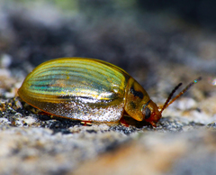 Paropsisterna bimaculata