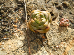 Crassula columnaris