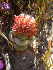 Crassula columnaris