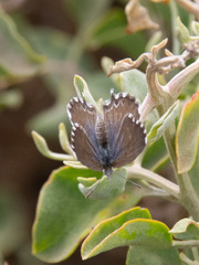 Theclinesthes serpentata