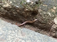 Sphenomorphus indicus