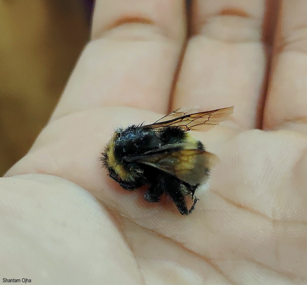 Bombus reinigi