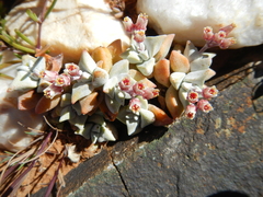 Crassula deltoidea