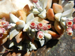 Crassula deltoidea