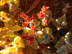Crassula deltoidea