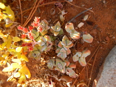 Crassula deltoidea