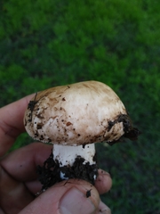 Agaricus