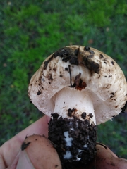 Agaricus