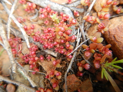 Crassula dodii