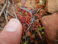 Crassula dodii