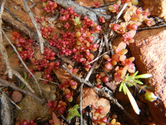 Crassula dodii