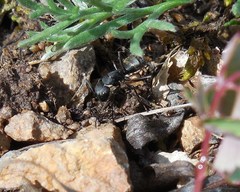 Camponotus saxatilis