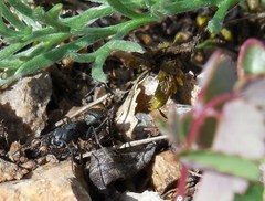 Camponotus saxatilis