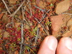 Crassula dodii