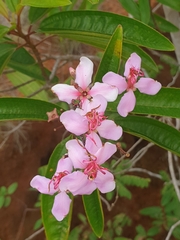 Dichaetanthera