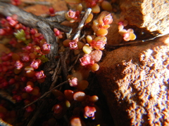 Crassula dodii