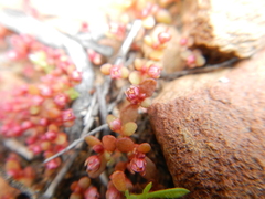 Crassula dodii