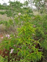 Dichaetanthera
