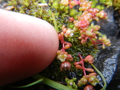 Crassula dodii