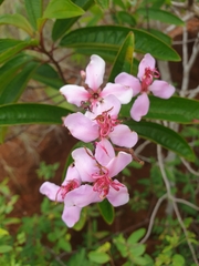 Dichaetanthera