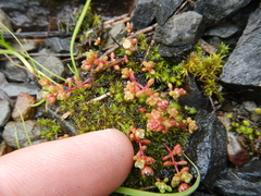 Crassula dodii