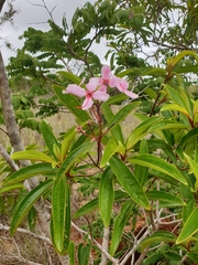 Dichaetanthera