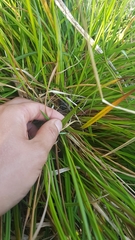 Carex punctata