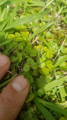 Hydrocotyle microphylla