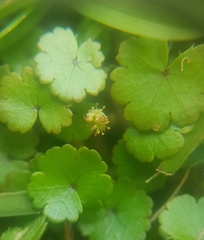 Hydrocotyle microphylla