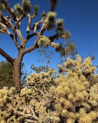 Yucca brevifolia