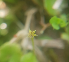 Hydrocotyle microphylla