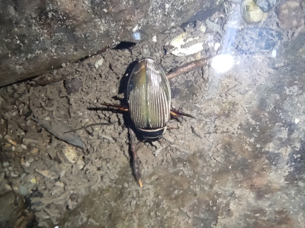 Dytiscus from 98070 Alcara li Fusi ME, Italia on August 12, 2023 at 0942 PM by Marco Pecoraro Dytiscus from 98070 Alcara li Fusi ME, Italia on August 12, 2023 at 0942 PM by Marco Pecoraro