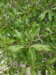 Capurodendron