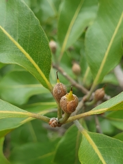 Capurodendron