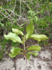 Capurodendron