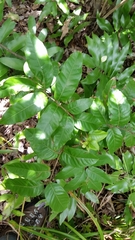 Alectryon excelsus excelsus